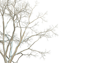 tree branches isolated on white