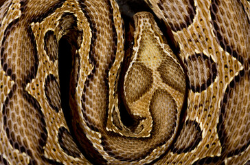Obraz premium Russell's viper (Daboia russelii)