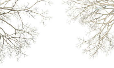 branches isolated on white
