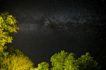 view of the ribbon of the milky way surrounded by leafy tree branches