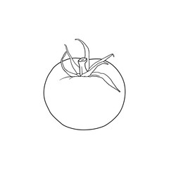 Hand drawn tomato on white background.
