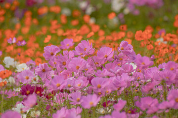 色とりどりのコスモスの花