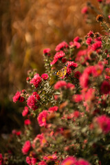 bushes of autumn flowers with butterfly, colorful background