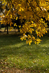 bright autumn in the city, yellowing fading leaves, background
