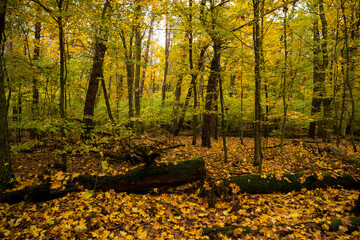 beautiful forest in autumn, autumn forest, forest full of autumn golden colors - obrazy, fototapety, plakaty