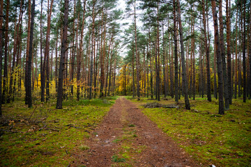 beautiful forest in autumn, autumn forest, forest full of autumn golden colors