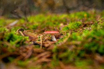 mushrooms, mushrooms in autumn, autumn mushrooms, mushrooms in the forest undergrowth
