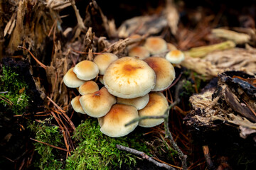mushrooms, mushrooms in autumn, autumn mushrooms, mushrooms in the forest undergrowth