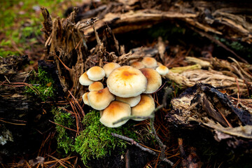 mushrooms, mushrooms in autumn, autumn mushrooms, mushrooms in the forest undergrowth