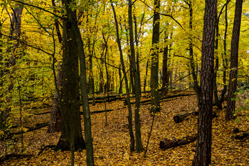 beautiful forest in autumn, autumn forest, forest full of autumn golden colors - obrazy, fototapety, plakaty