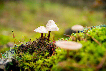 mushrooms, mushrooms in autumn, autumn mushrooms, mushrooms in the forest undergrowth