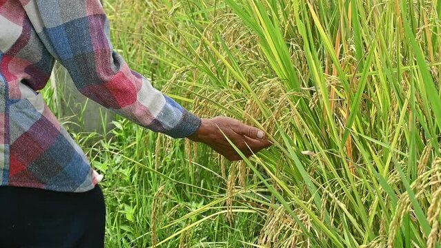 Farmer checking his rice crops by touching seed heads of Oryza sativa (or Asian rice) in agriculture field. 