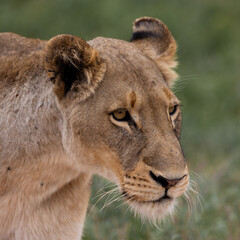 a close-up of a lioness