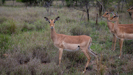 An Impala ewe on high alert