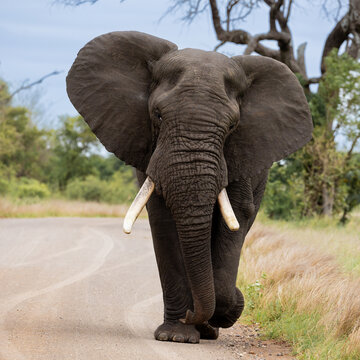 a big African elephant bull on the road