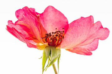 rose on the white background