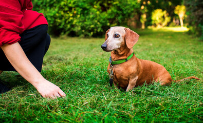 An old and gray dachshund dog is sitting on green grass. The dog looks carefully at the hands of the trainer or owner. Park. The photo is blurred.