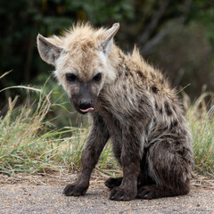a young spotted hyena cub
