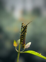 grasshopper on a leaf