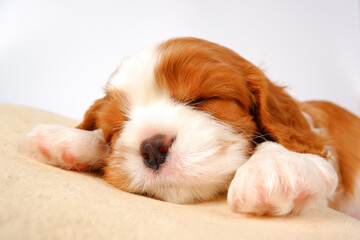 Cute puppy is sleeping sweetly, with his paw under his cheek, on a pillow on a light background. A...