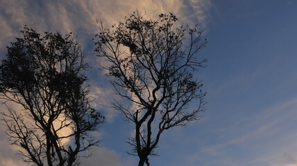 Tree blue sky, tree top against blue sky on a sunny day. Nature Indonesia