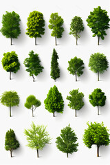Collection of trees and bushes on white background with shadows.