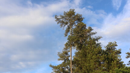 Tree blue sky, tree top against blue sky on a sunny day. Nature Indonesia