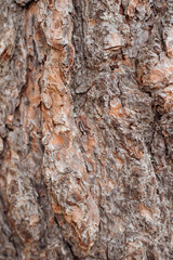 The texture of the tree bark. A tree in a forest or park in close-up. Relief texture and background. Beauty is in nature. Uneven, rough surface. Natural background.