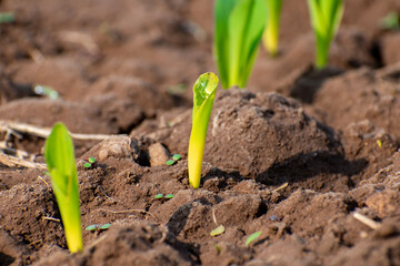 Maize seedling in agricultural garden, Growing Young Green Corn Seedling