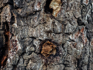 The texture of the tree bark. A tree in a forest or park in close-up. Relief texture and background. Beauty is in nature. Uneven, rough surface. Natural background.