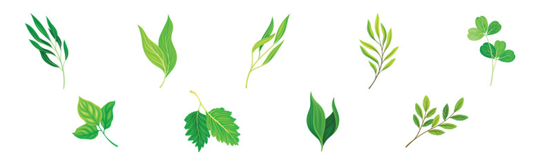 Green Leaf and Fresh Foliage as Nature Element Vector Set