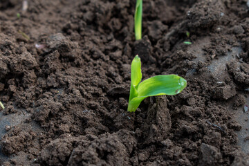 Maize seedling in agricultural garden, Growing Young Green Corn Seedling