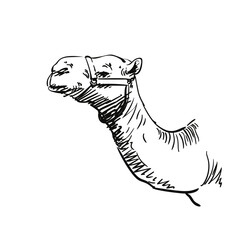 Dromedary camel portrait in profile vector sketch, Camel head and long neck hand drawn illustration