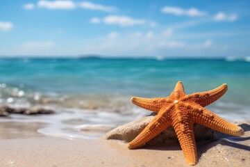 Fototapeta na wymiar a starfish on the shore - closeup 
