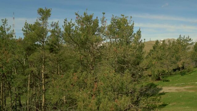 The camera rises along tall pine trees, from behind which appear wind generators and communication antenna against the background of snowy mountains. Aerial view, drone video. Pushkin Pass Armenia.