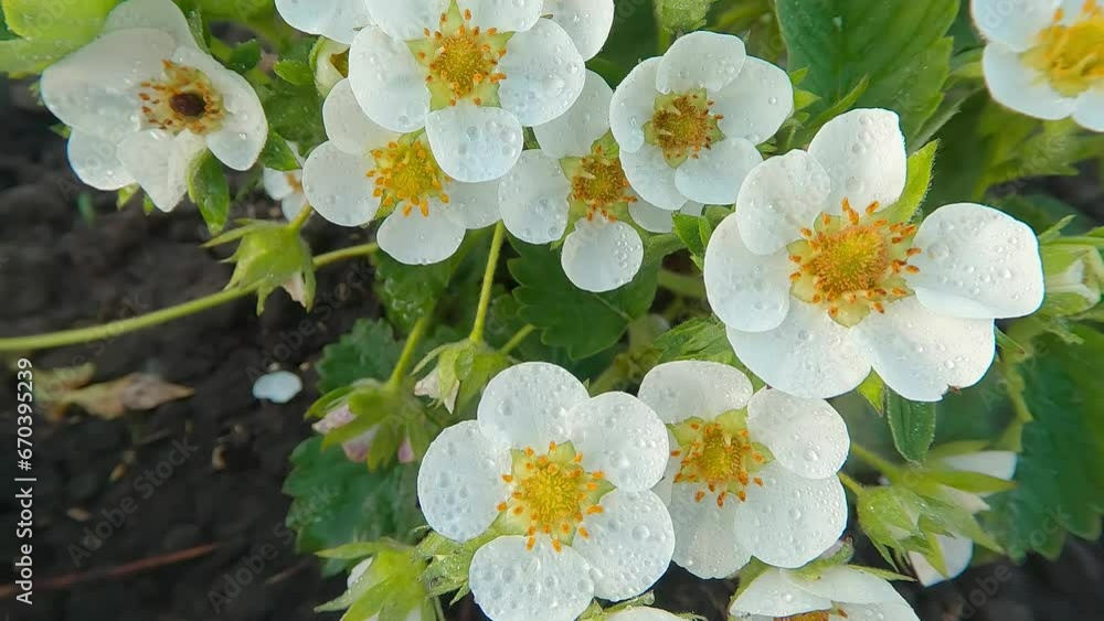 Sticker 4k moving above footage (ultra high definition) of blooming of strawberry (fragaria) flowers on the 