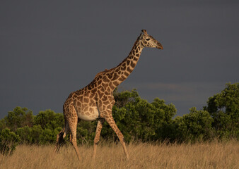 Naklejka na ściany i meble side profile of lone masai giraffe walking gracefully in the wild savannah of the masai mara, kenya, with dark sky background