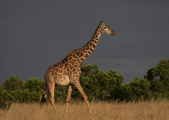 Rolgordijnen side profile of lone masai giraffe walking gracefully in the wild savannah of the masai mara, kenya, with dark sky background © Nirav Shah