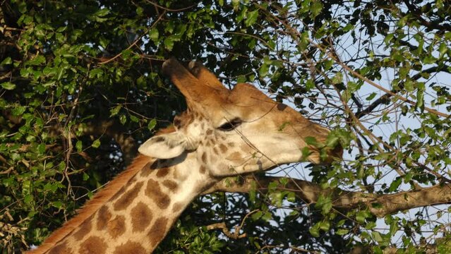 Close up of a giraffe looking for leaves of a tree to eat during sunset in the Kruger National Park, in South Africa