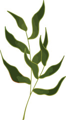 Leaves elements. Garden floral plants vector illustration.