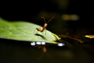 Fototapeta premium a small red ant on a leaf in a pond, in the style of dark surrealism