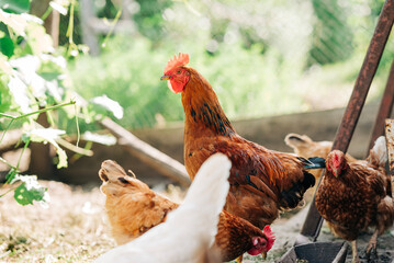 Chiken on the farm. Happy animals at home farming organic culture. Natural living lifestyle animal...