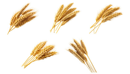 Collection set of wheat ears spikelets. Isolated on transparent or white background, png. Generative AI - obrazy, fototapety, plakaty