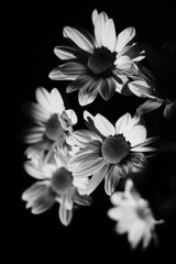 Artistic studio shot flowers photo