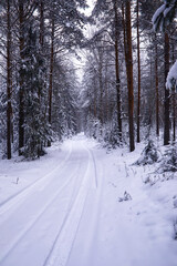Obraz premium The forest is covered with snow. Frost and snowfall in the park. Winter snowy frosty landscape.