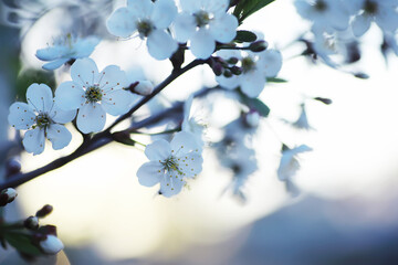 White flower on the tree. Apple and cherry blossoms. Spring flowering.