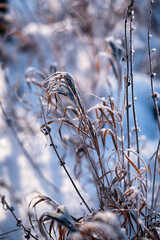 Winter atmospheric landscape with frost-covered dry plants during snowfall. Winter Christmas background
