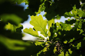 Lively closeup of spring leaves with vibrant backlight from the setting sun