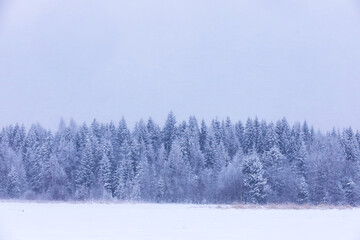 The forest is covered with snow. Frost and snowfall in the park. Winter snowy frosty landscape.