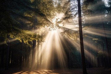 many sunbeams casting light on one spot